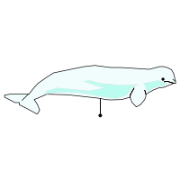 _images/beluga_low.png